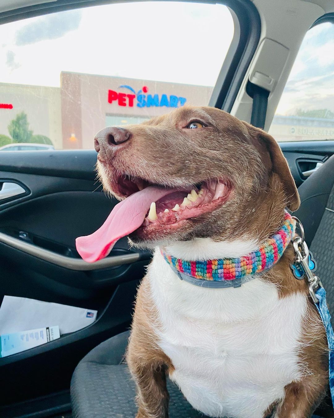 dog in a car in front of pet smart