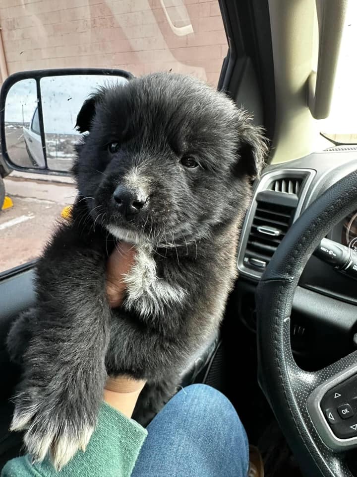 dog in a car