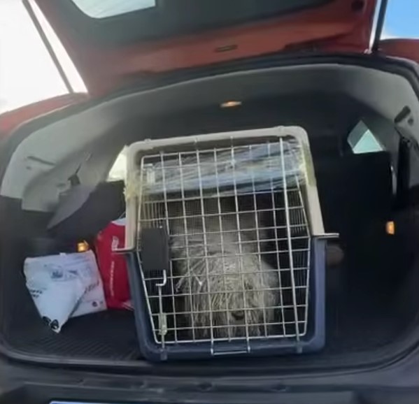 dog in a kennel in a trunk