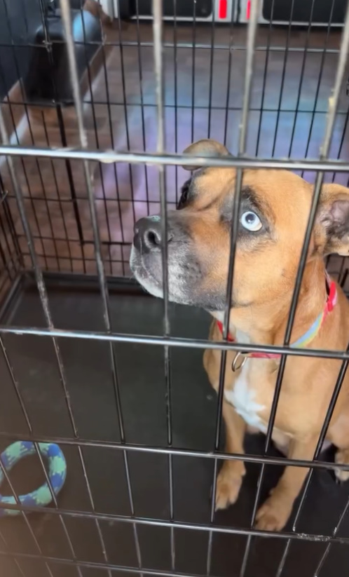 dog in a kennel