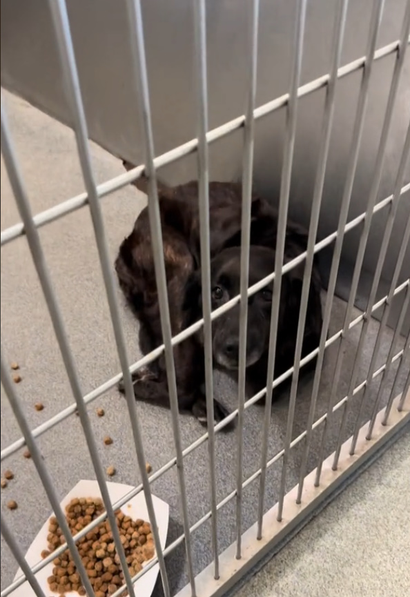 dog in a shelter crate