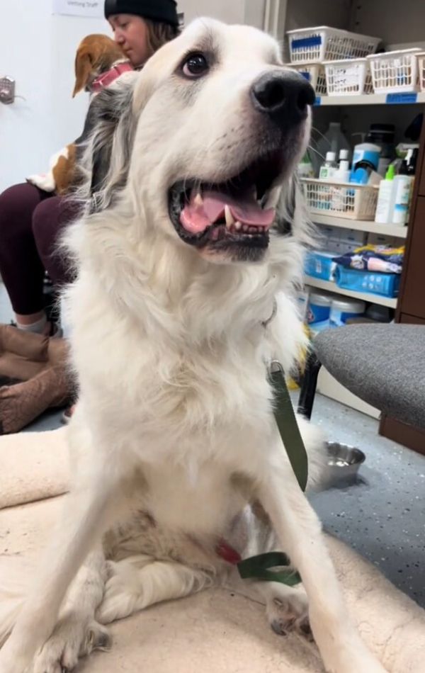 dog in a veterinarian station