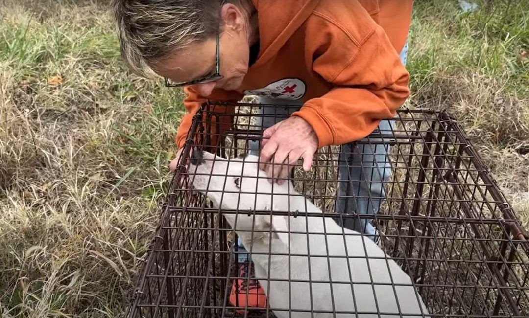 dog in crate and woman