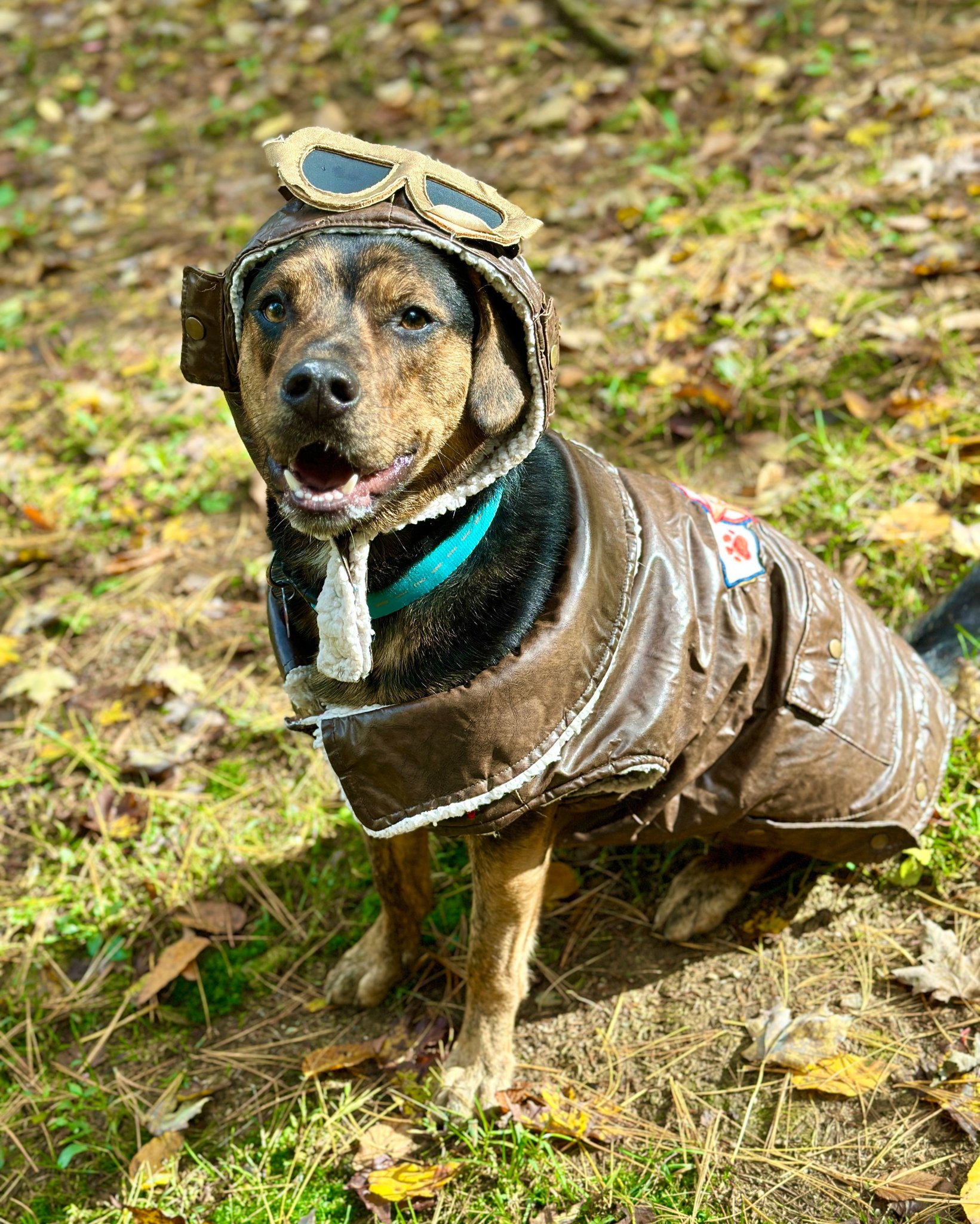 dog in Halloween costume