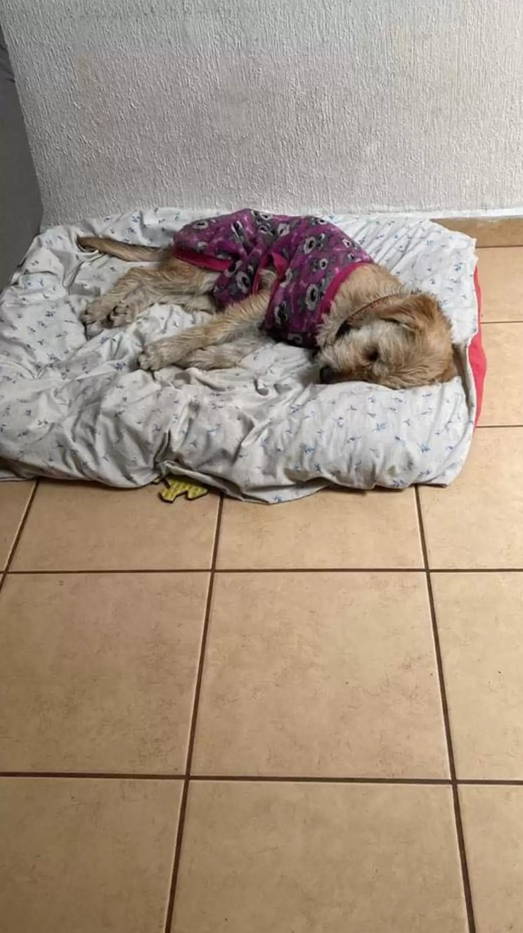 dog in purple sweater resting on bed