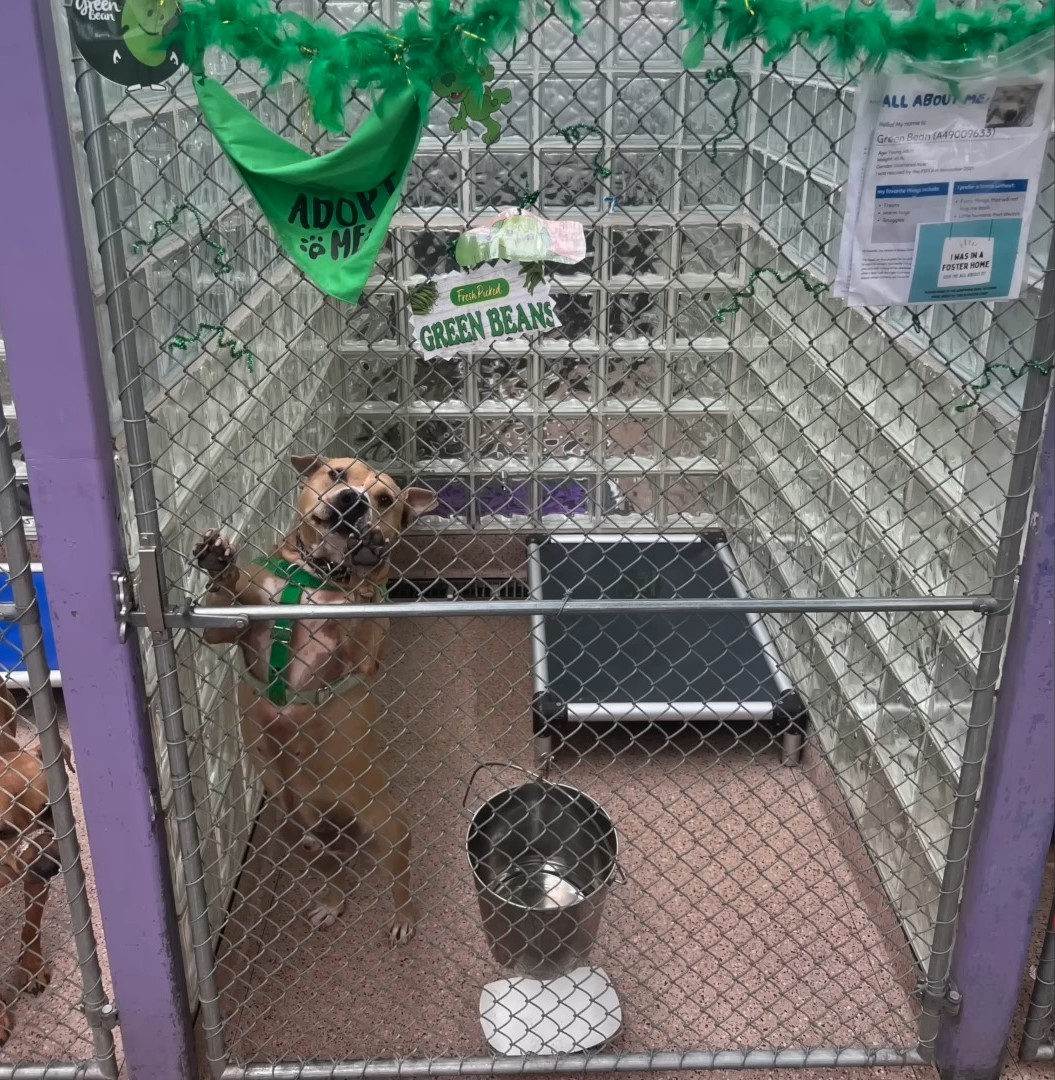 dog in shelter