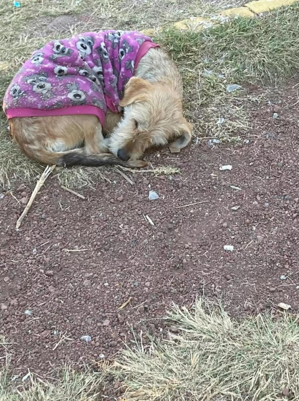 dog in sweater sleeping outdoors