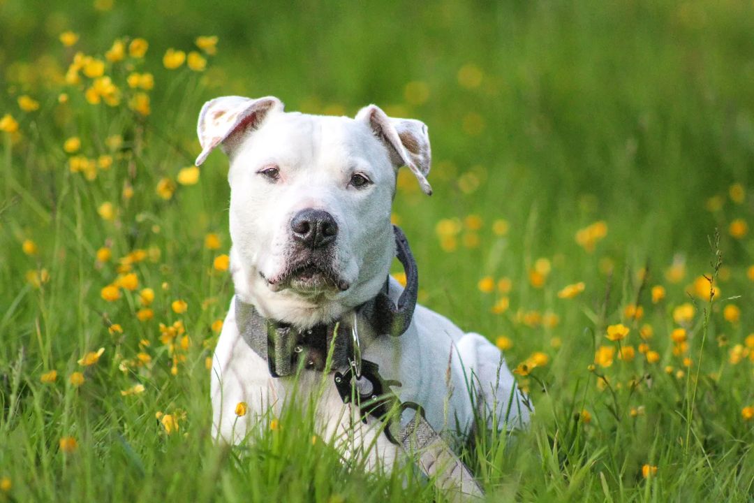 dog in tall grass