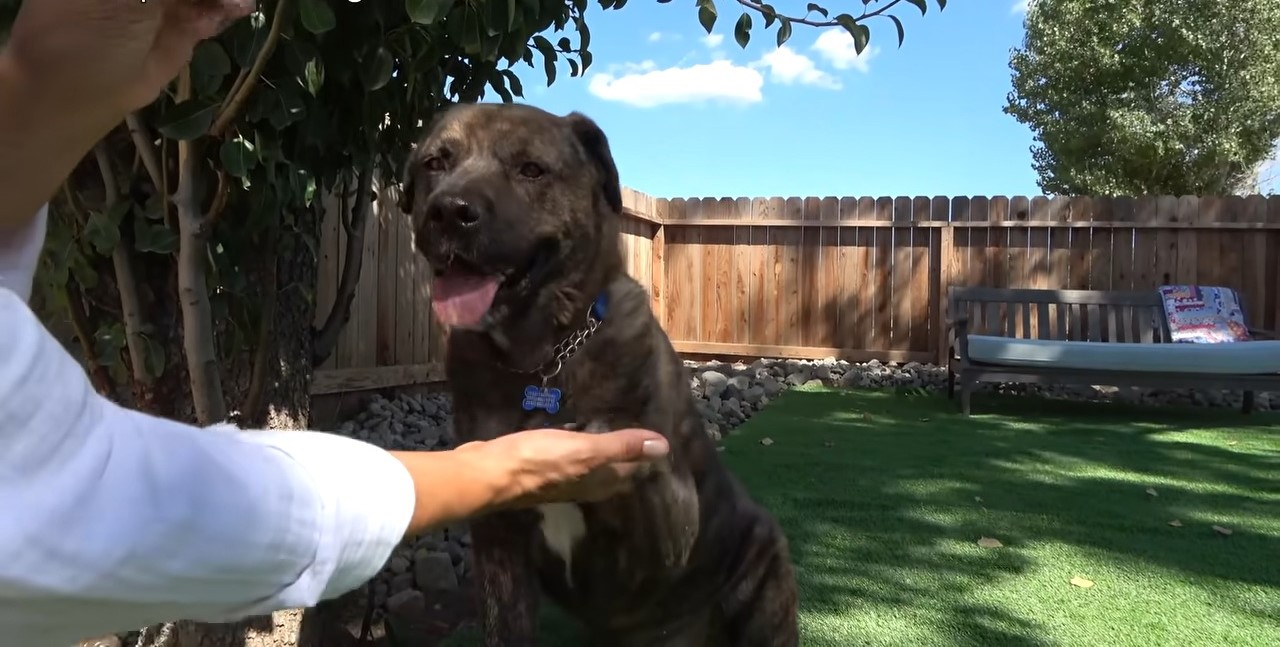 dog in the back yard