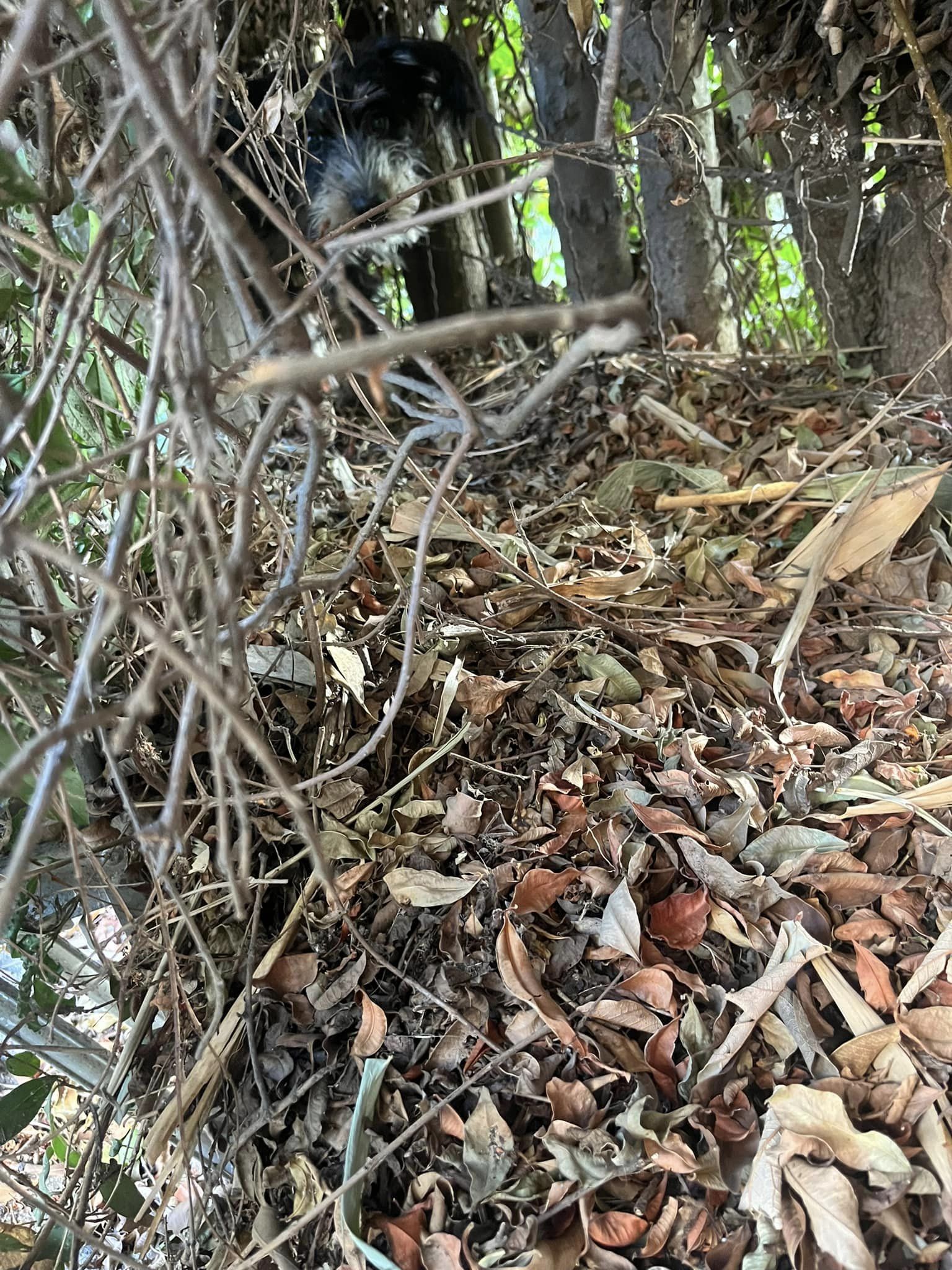 dog in the forest among the branches