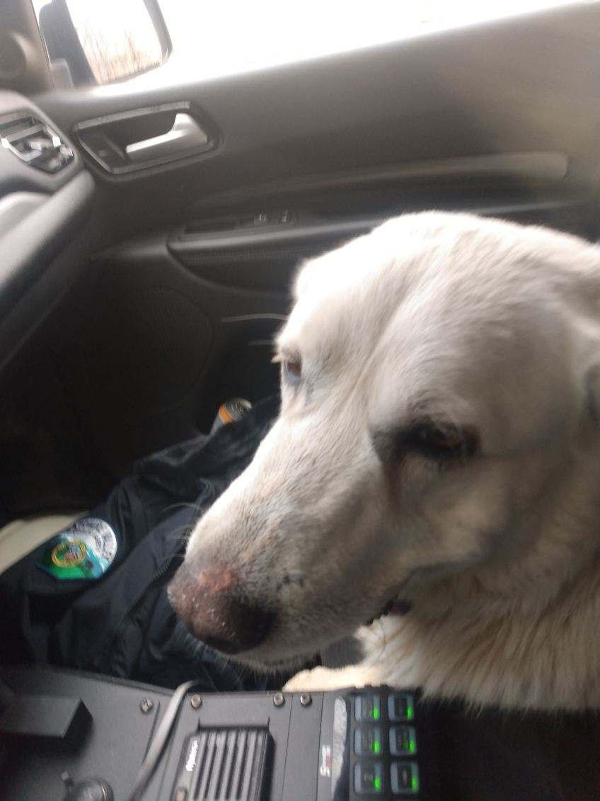 dog in the police car