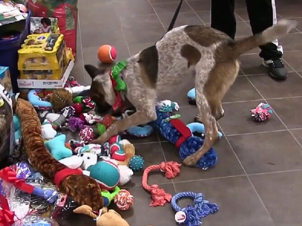 Dog in toys