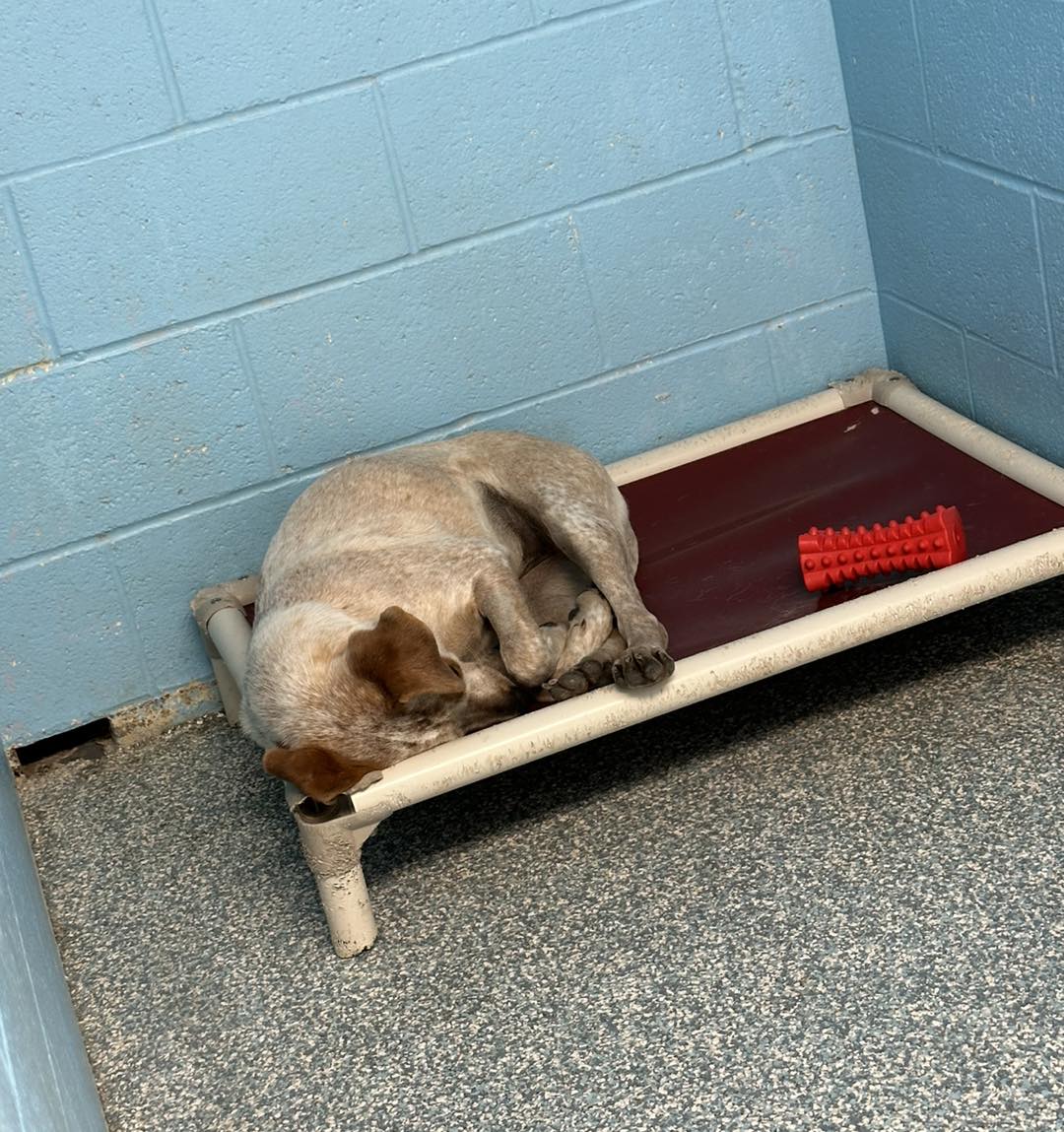 dog laying in a bed alone