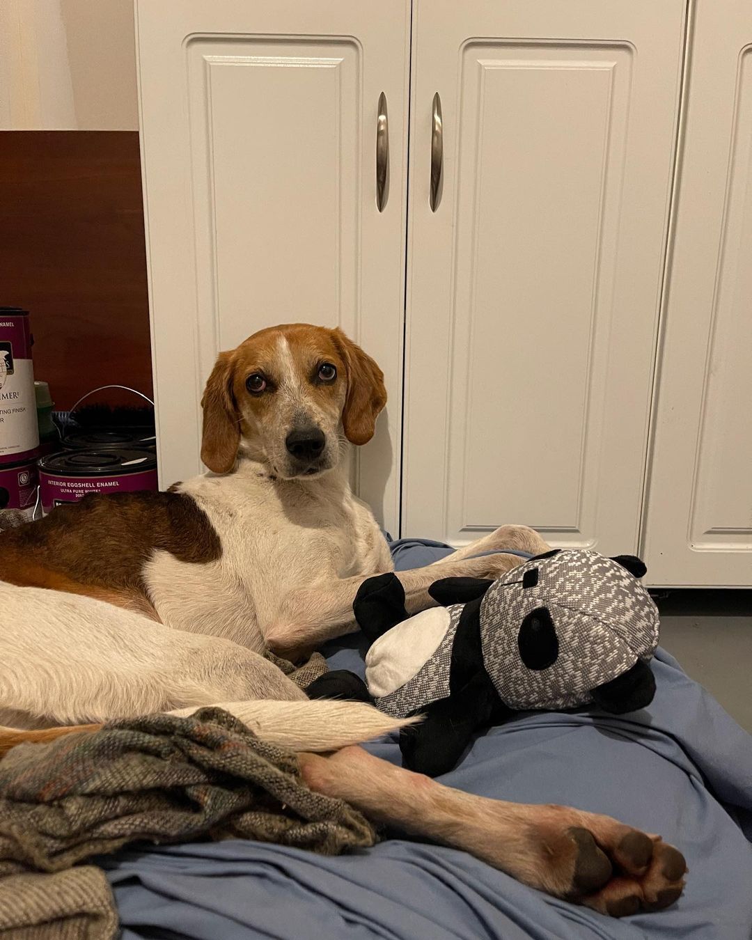 dog laying in a bed