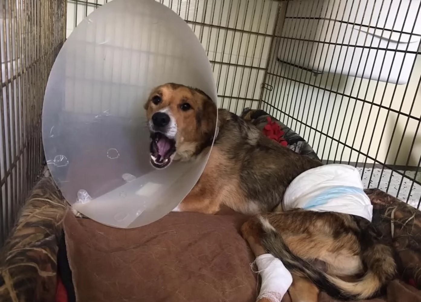 dog laying in a cage