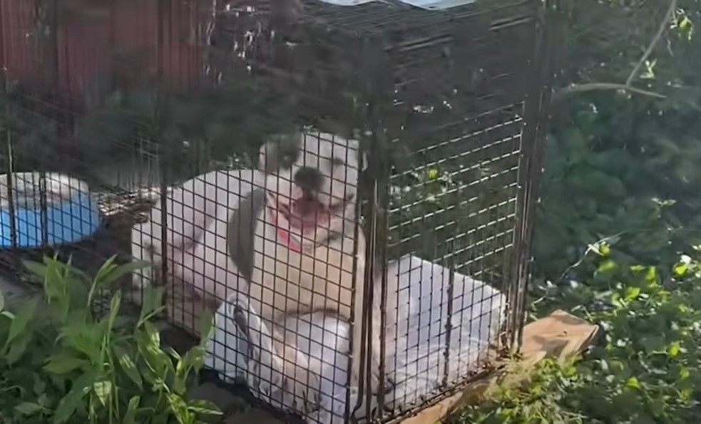 dog laying in crate