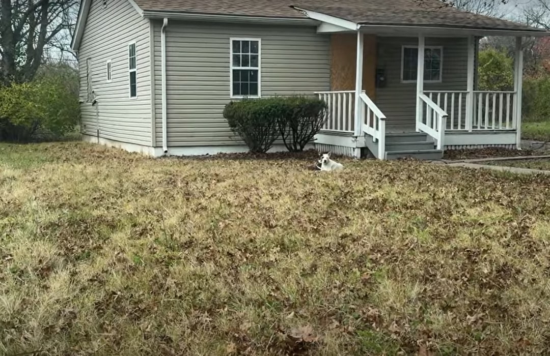 dog laying in front of house