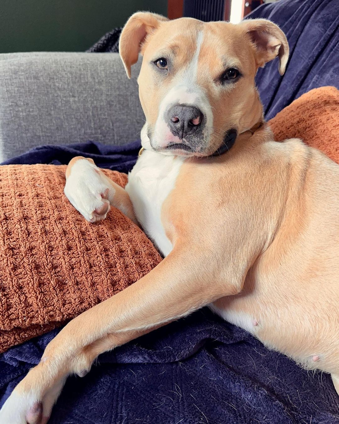 dog laying on a pillow