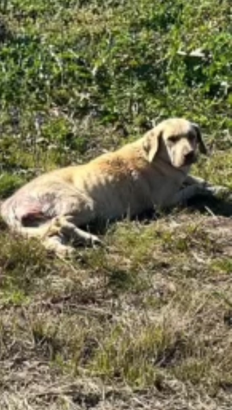 dog laying on the grass