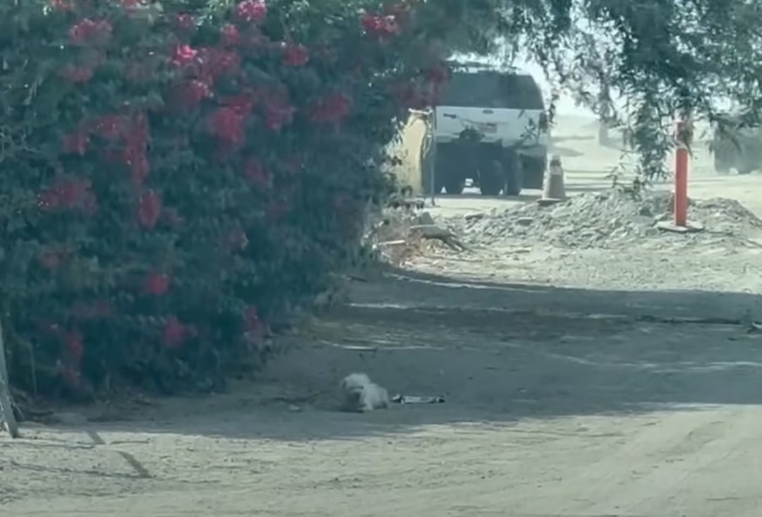 dog laying under the bush