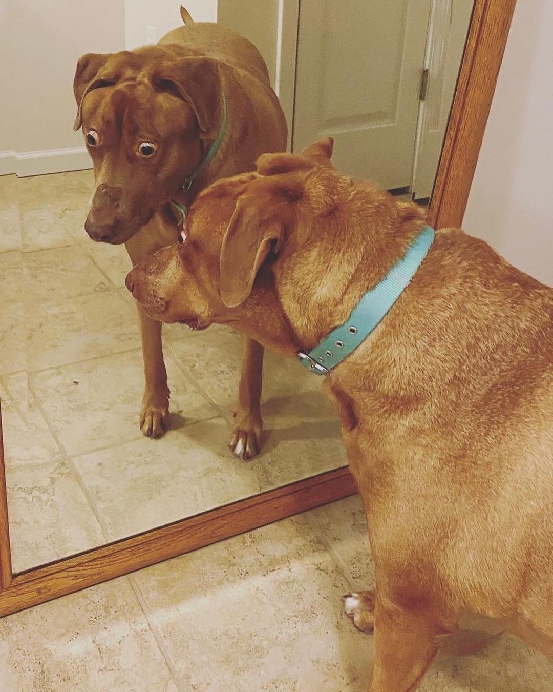 dog looking into the mirror