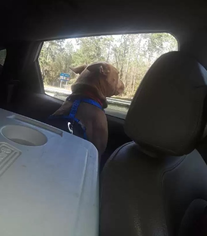 dog looking through the window of a car