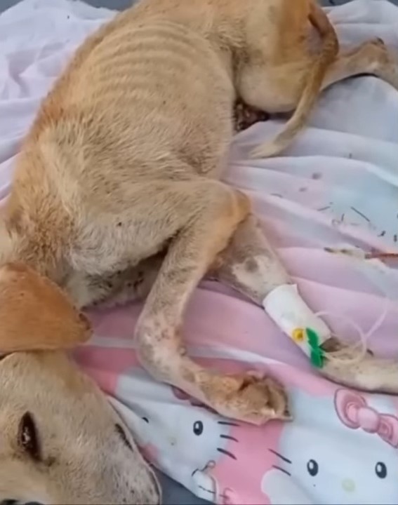 dog lying and getting an iv