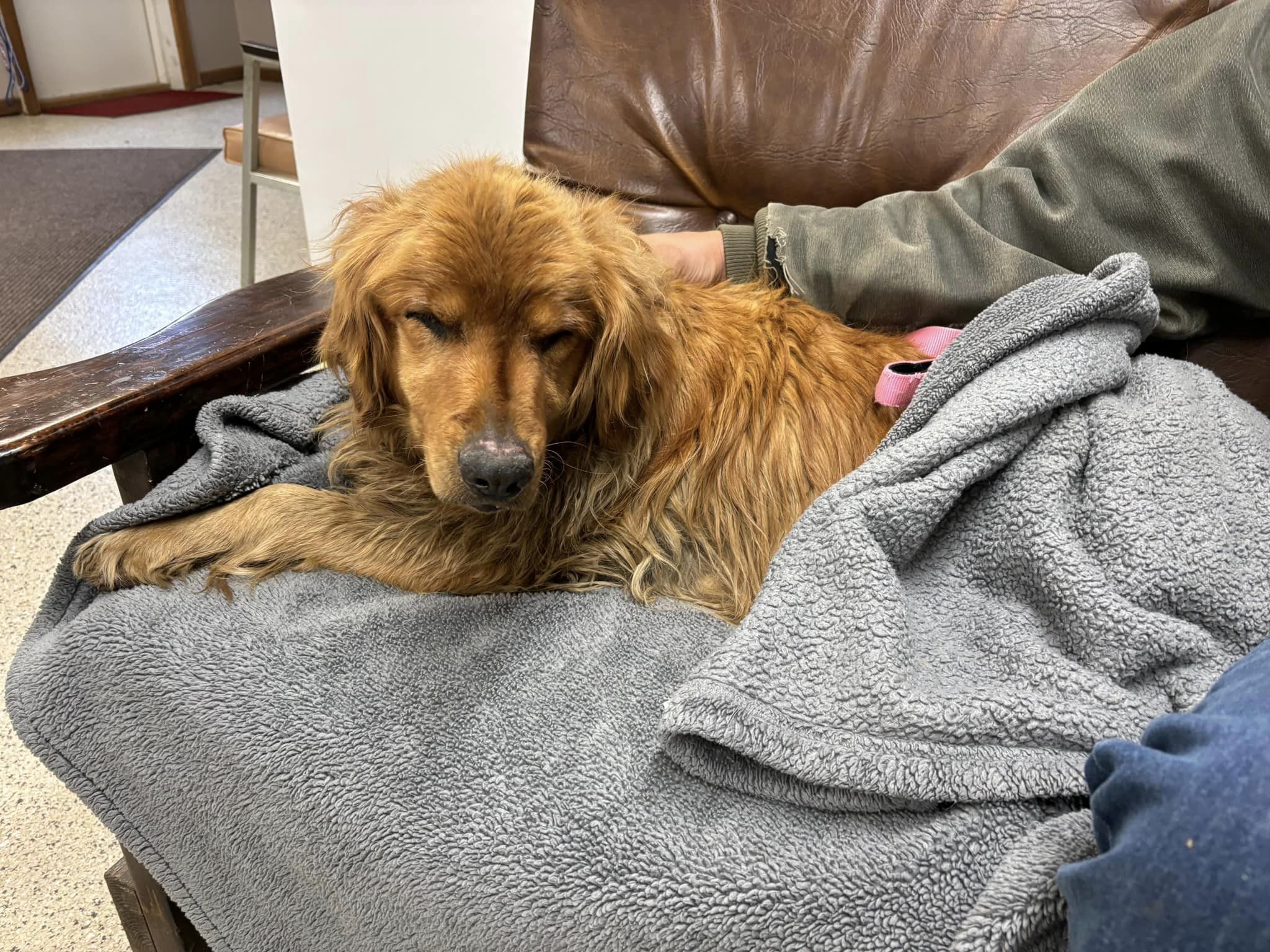 A dog covered with a blanket