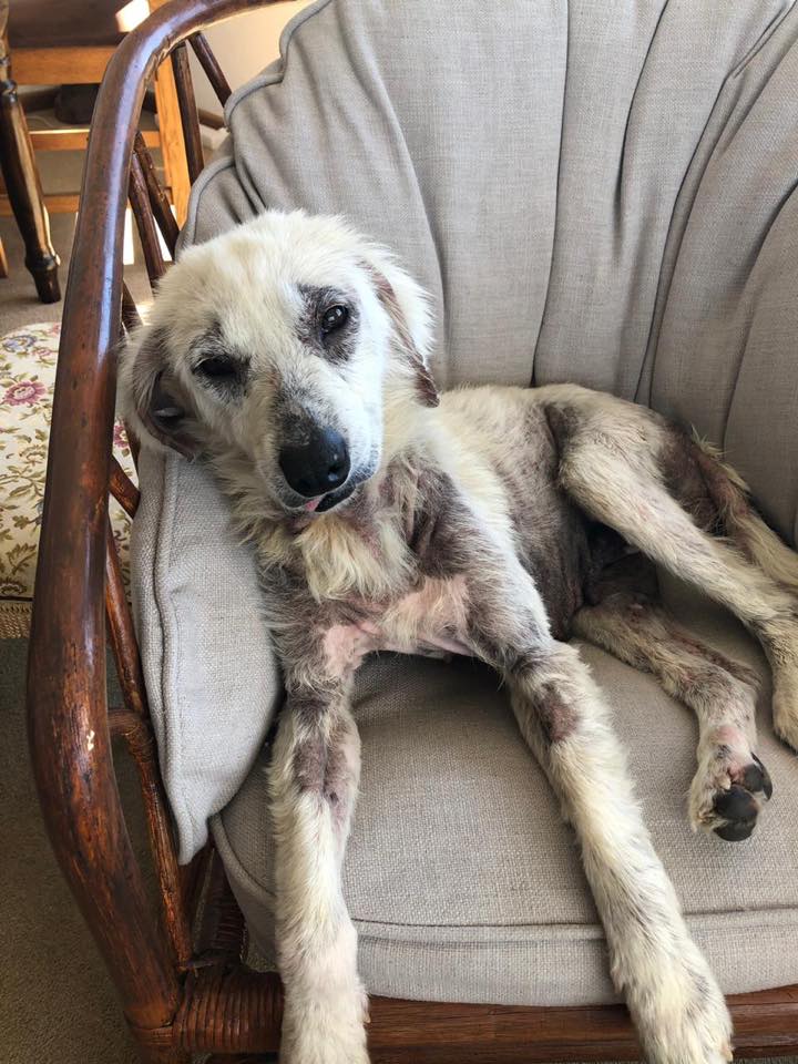 dog lying in a chair