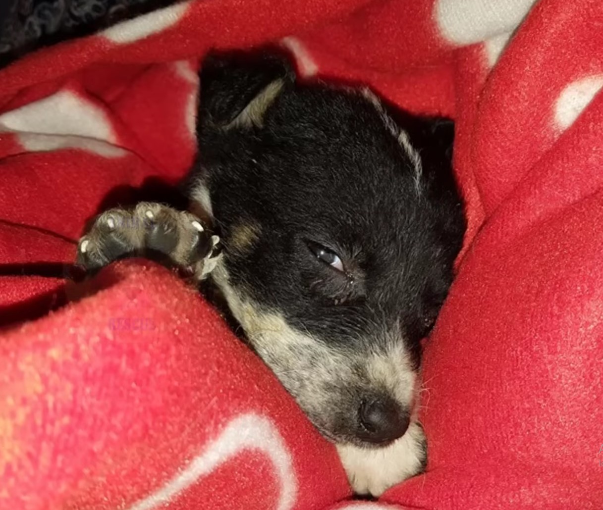 dog lying in a red blanket