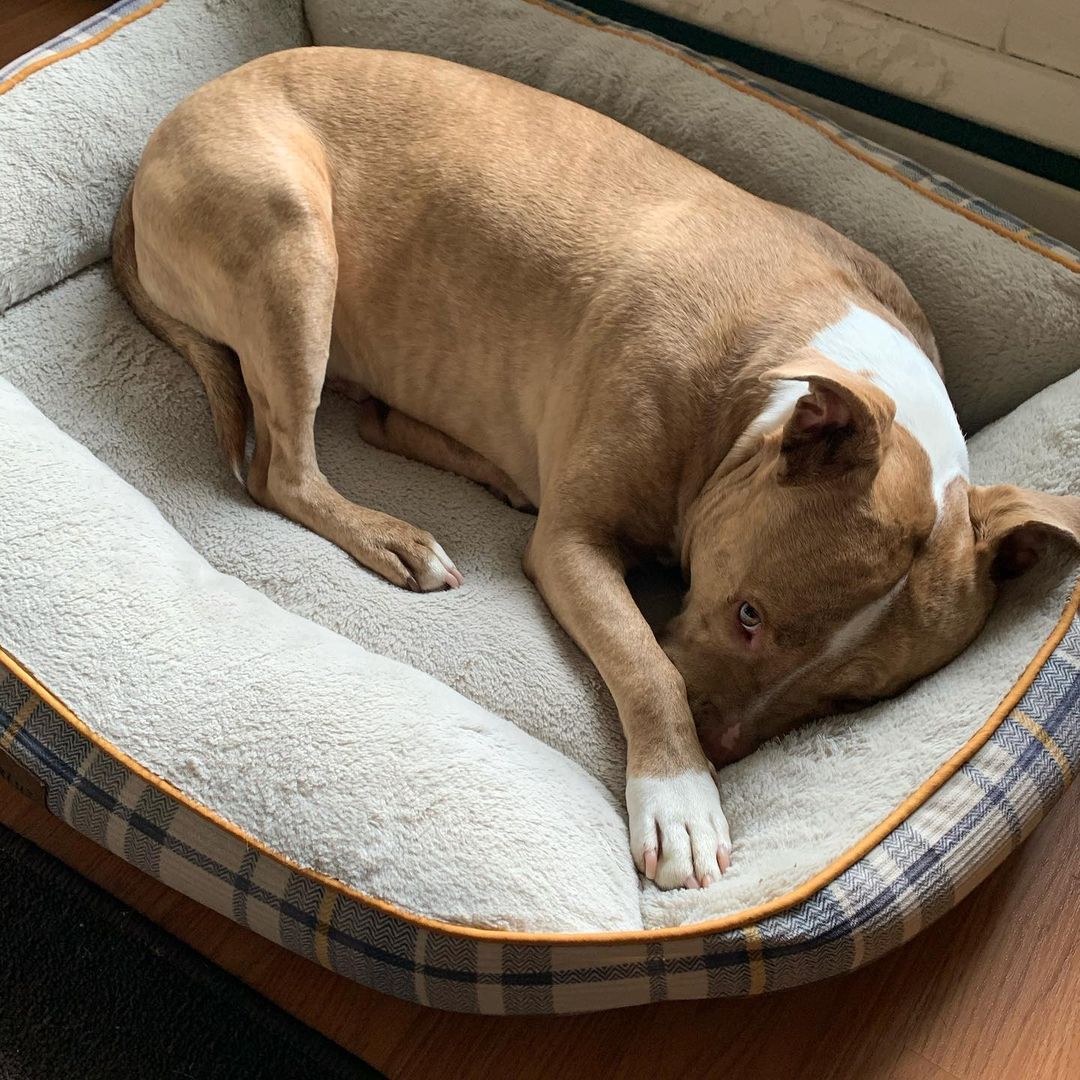 dog lying in his bed