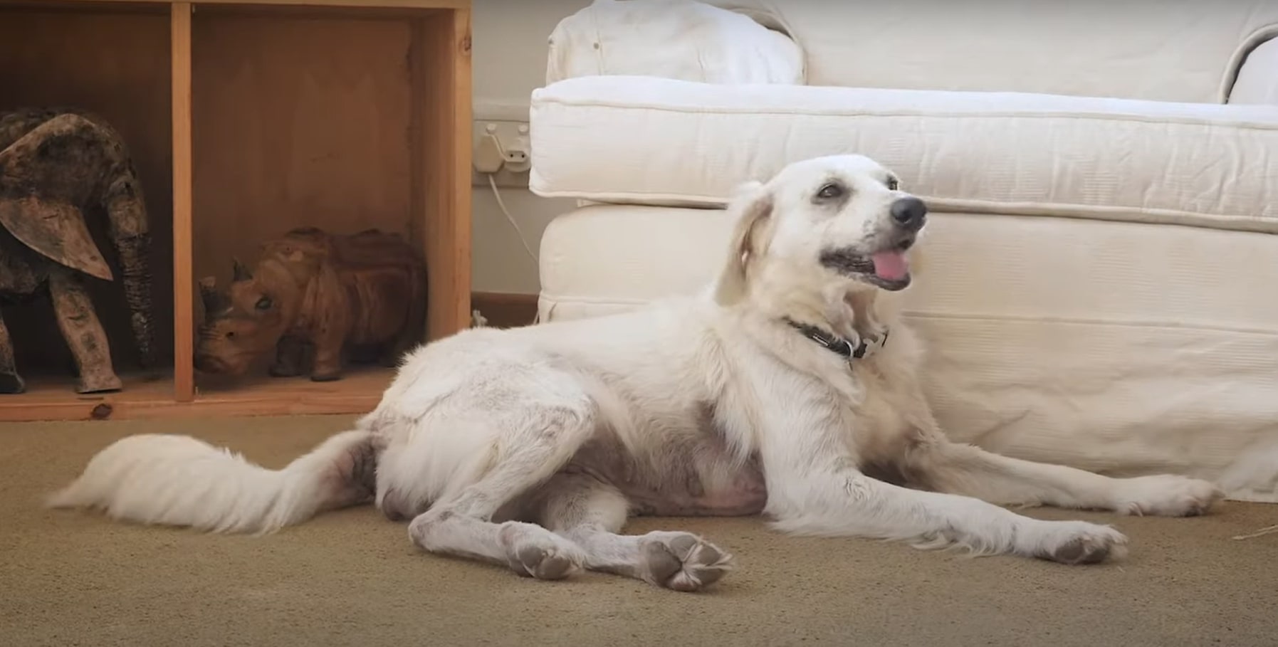 dog lying next to a couch