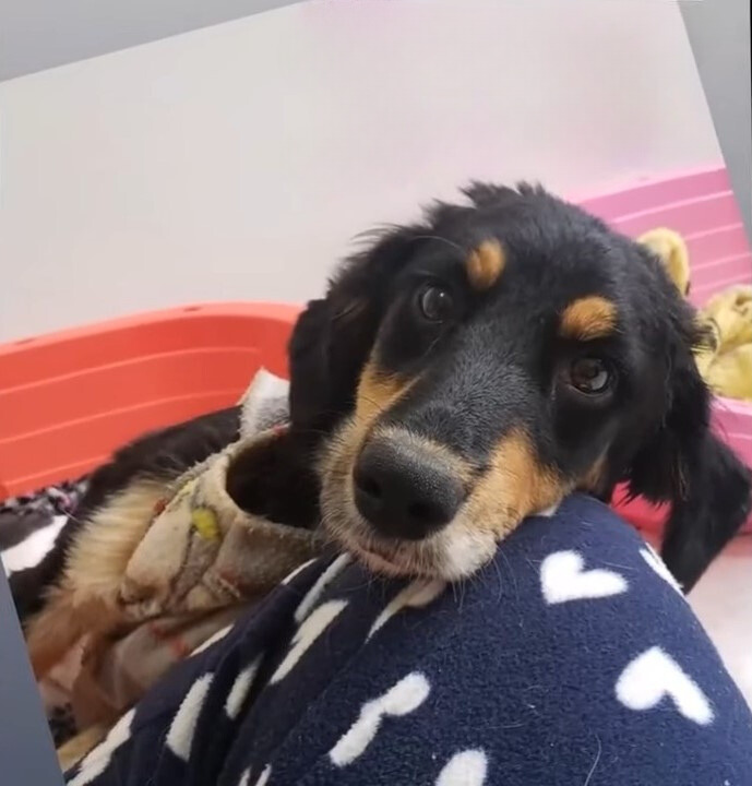 dog lying on a blanket