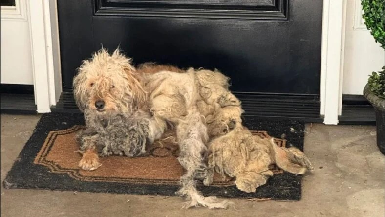 dog lying on a doorstep