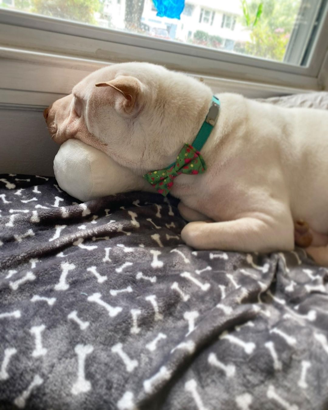 dog lying on bed by the window