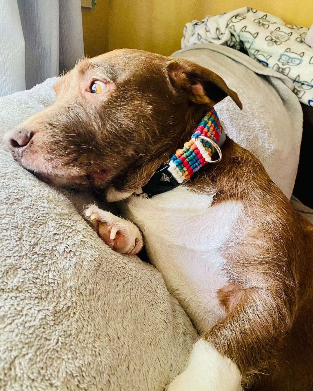 dog lying on couch looking through window