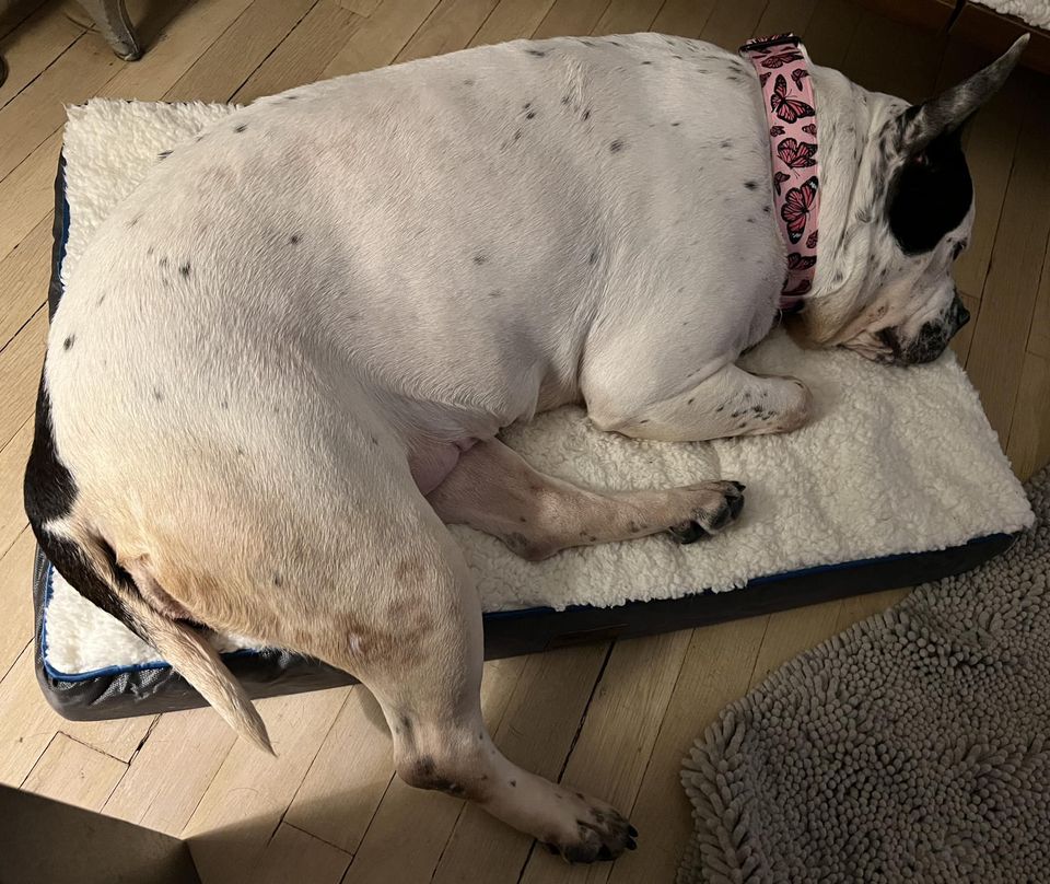 dog lying on dog bed