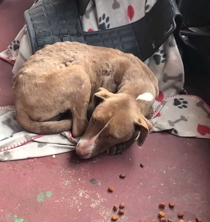 dog lying on porch