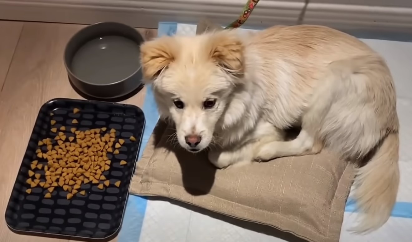 dog lying on safe with foor