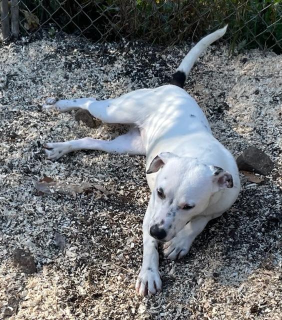 dog lying outdoors