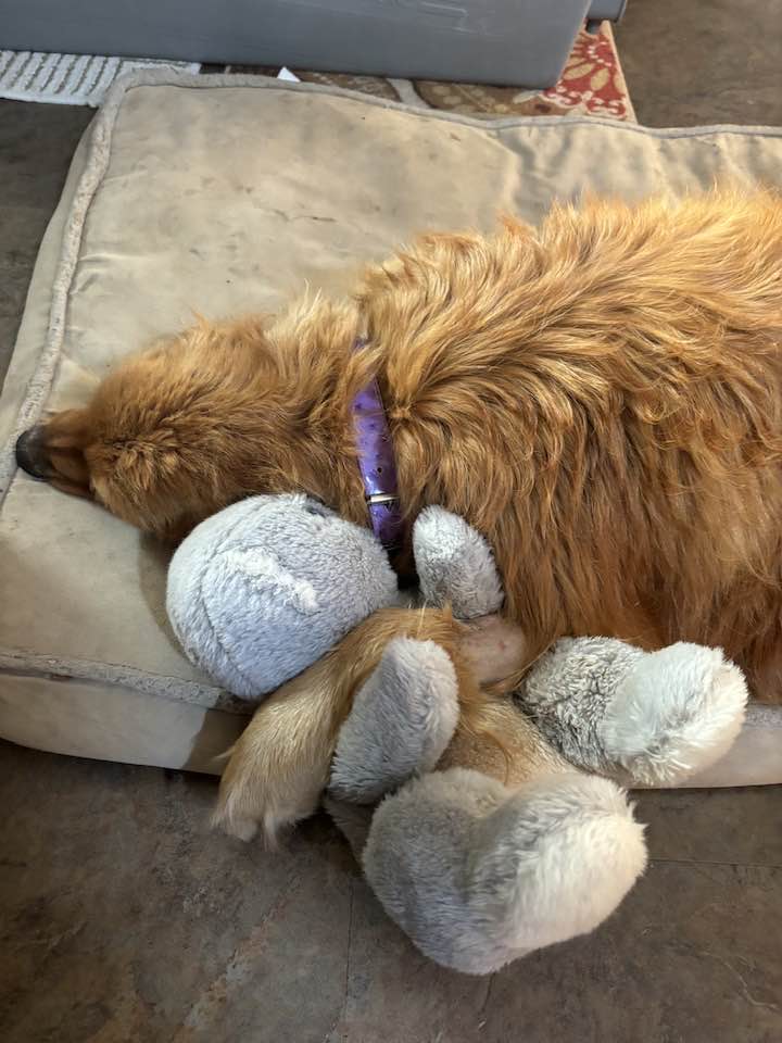 A dog resting with a toy