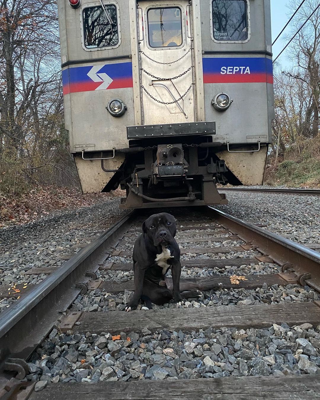 dog named lucky stuck on railroad