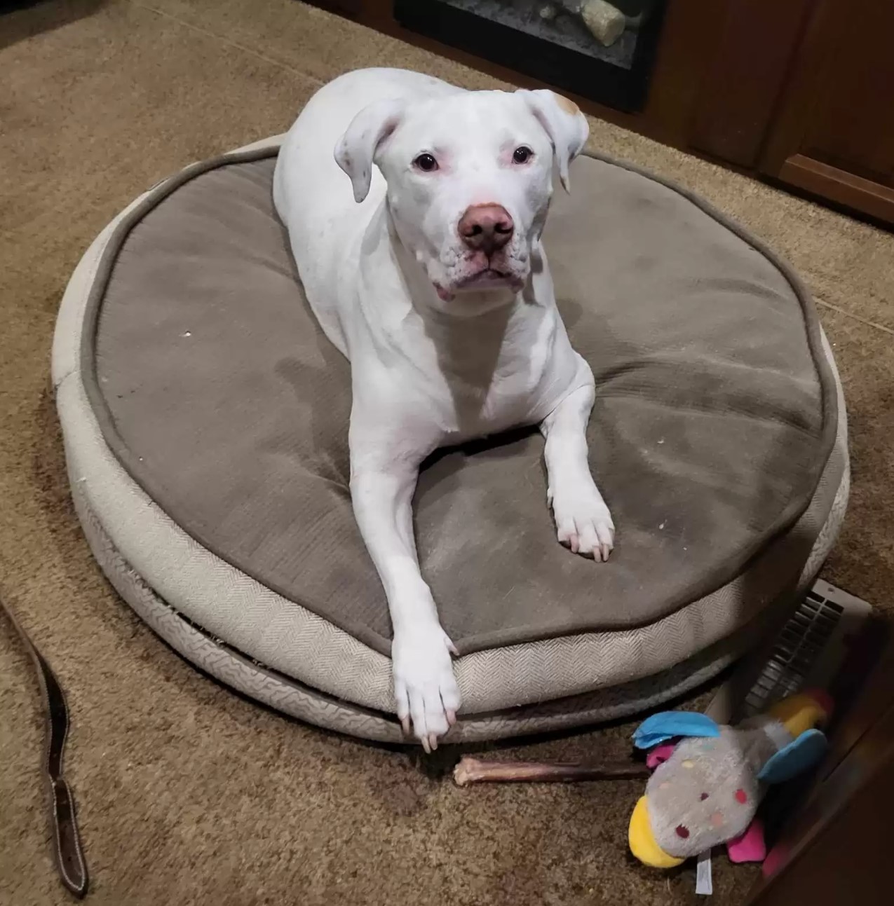 dog on his pillow