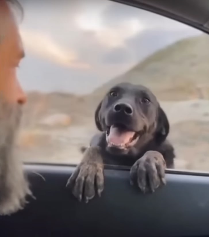 dog on the car window shelf