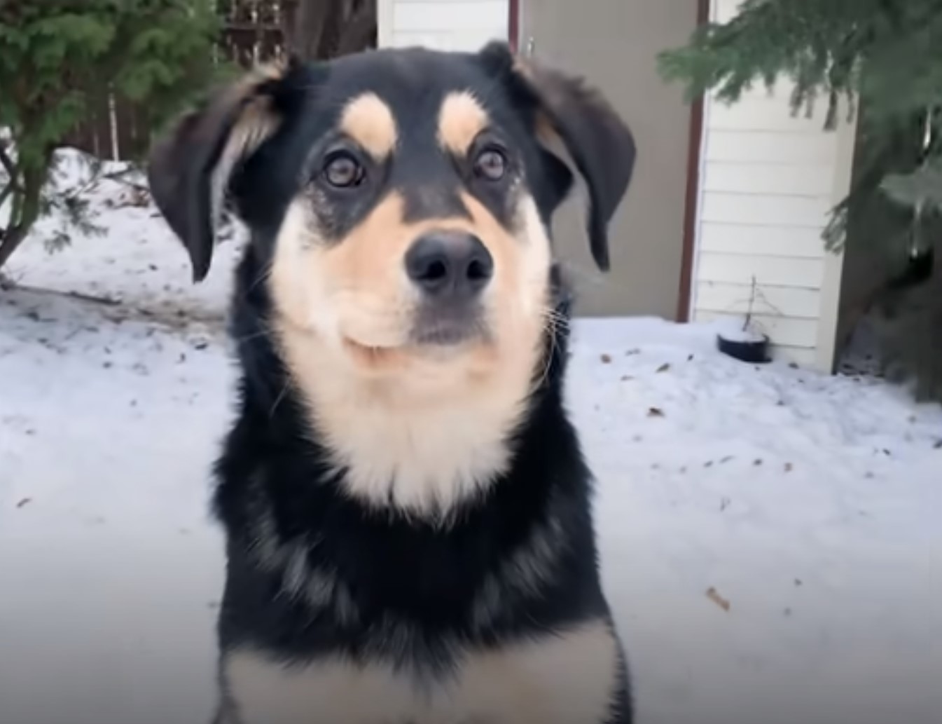 dog on the snow