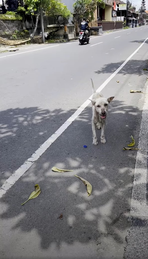 dog on the street