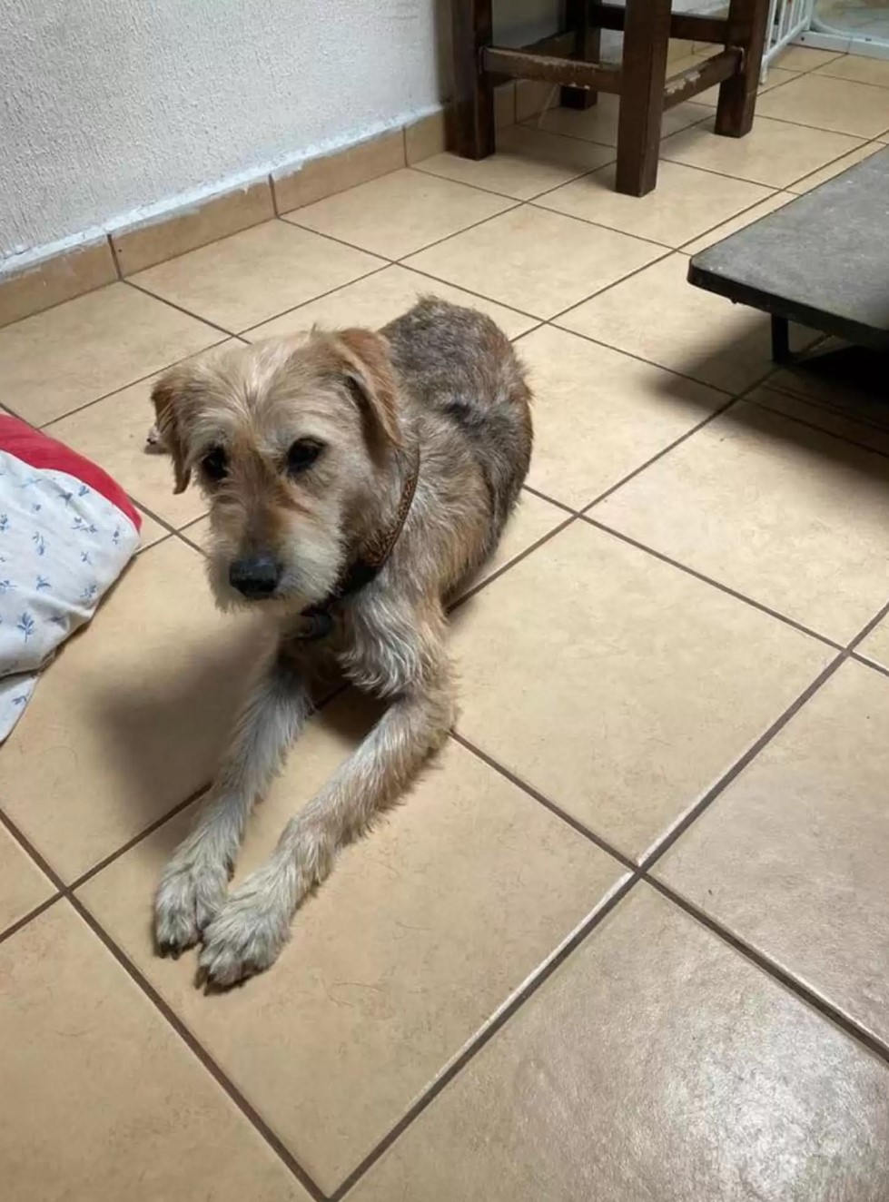 dog resting on tiles