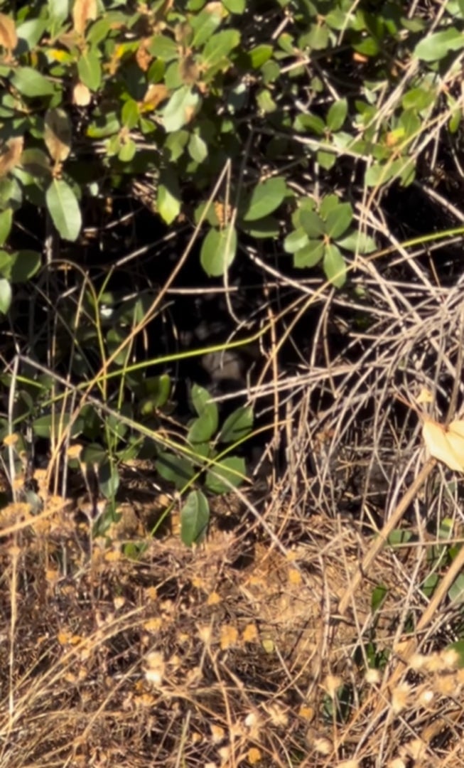 dog peeking from bush