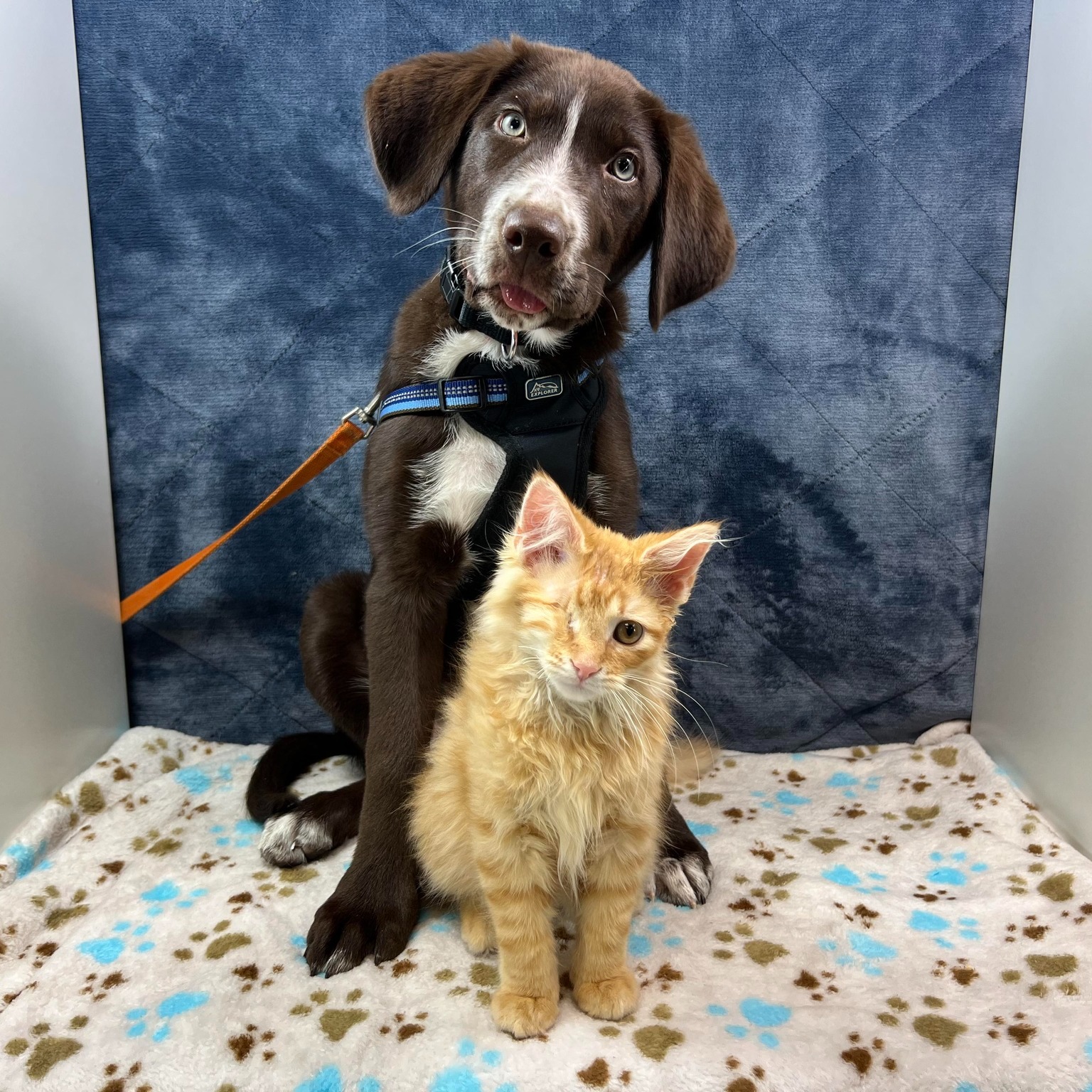 dog posing with one-eyed cat