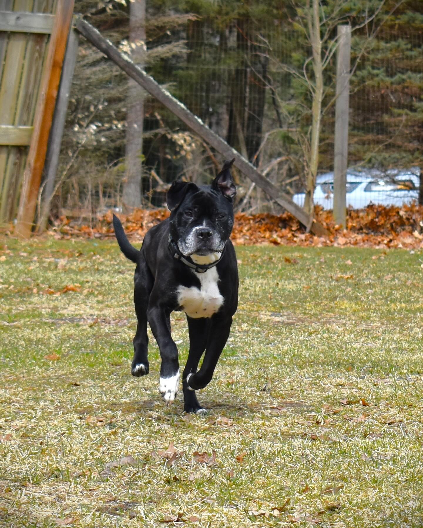 Dog running in yard